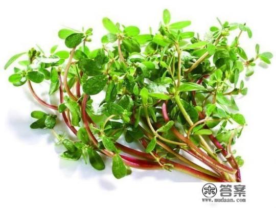 马齿苋的功效与作用是什么？