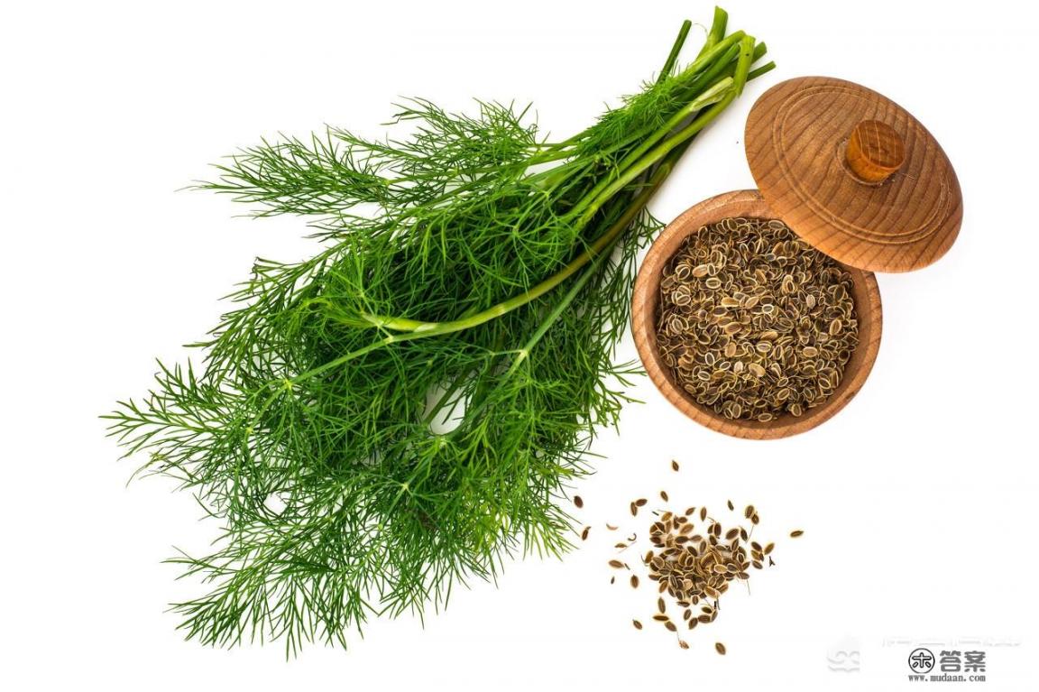 茴香籽的功效与作用？