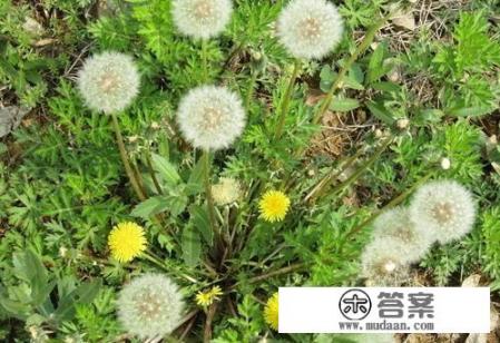 蒲公英泡水喝,都有哪些功效?有啥禁忌吗? 蒲公英泡水喝,都有哪些功效?有啥禁忌吗?