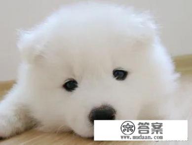 为啥狗喜欢喝纯牛奶? 为啥狗喜欢喝纯牛奶?