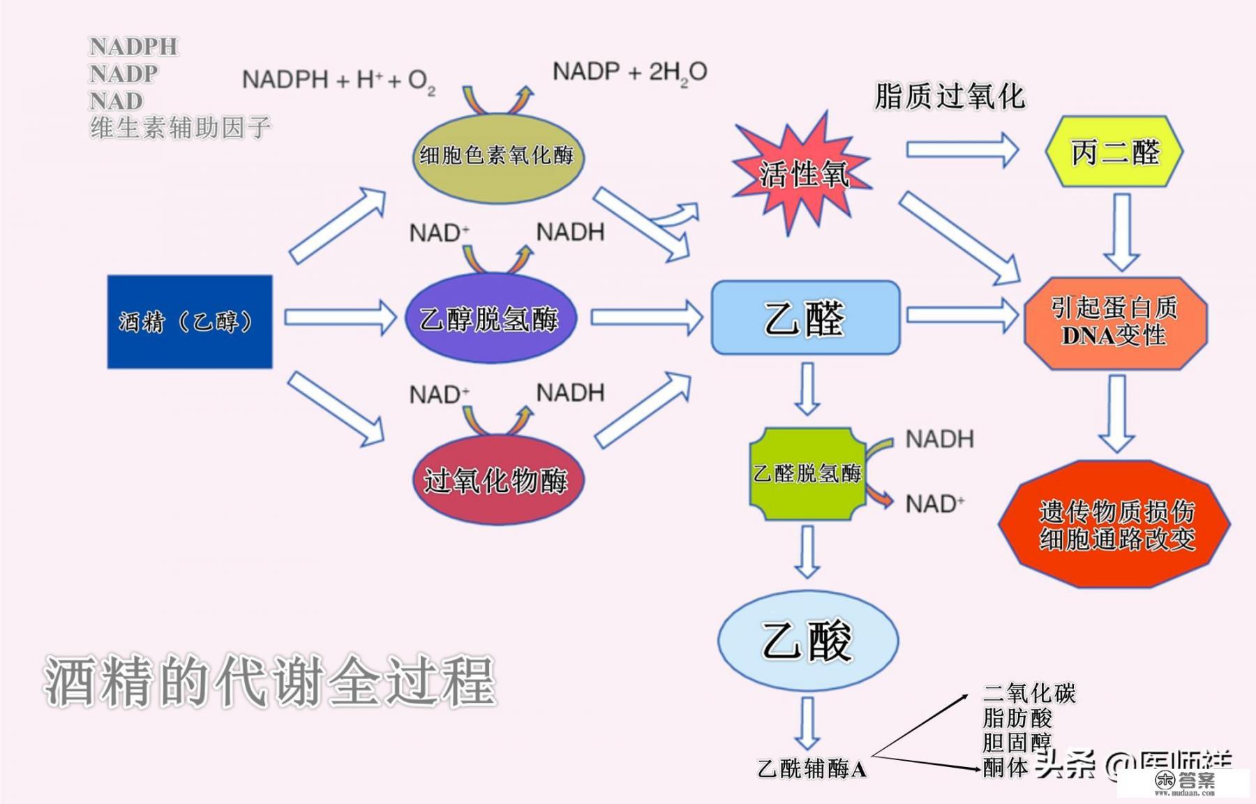什么是脂肪肝如何治疗？