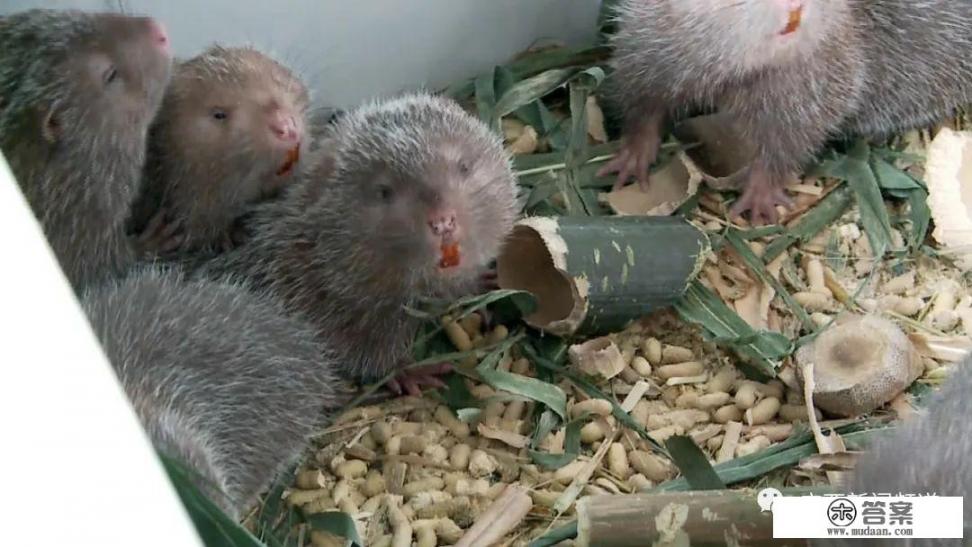 【竹鼠品种】竹鼠常见的品种有什么? 【竹鼠品种】竹鼠常见的品种有什么?