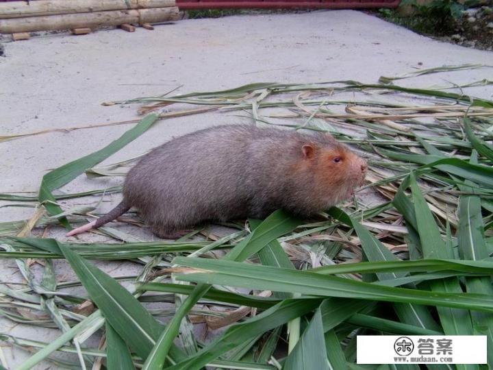 【竹鼠品种】竹鼠常见的品种有什么? 【竹鼠品种】竹鼠常见的品种有什么?