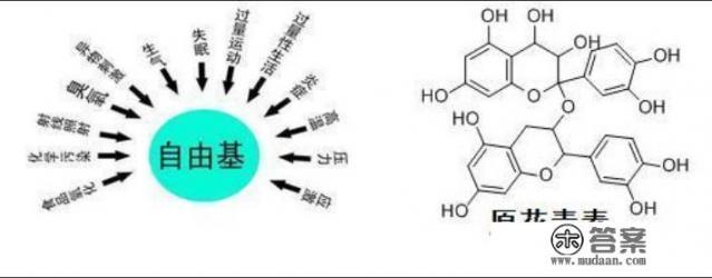花青素有什么用? 花青素有什么用?