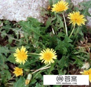 乳腺结节饮食方面需要注意什么呢? 乳腺结节饮食方面需要注意什么呢?