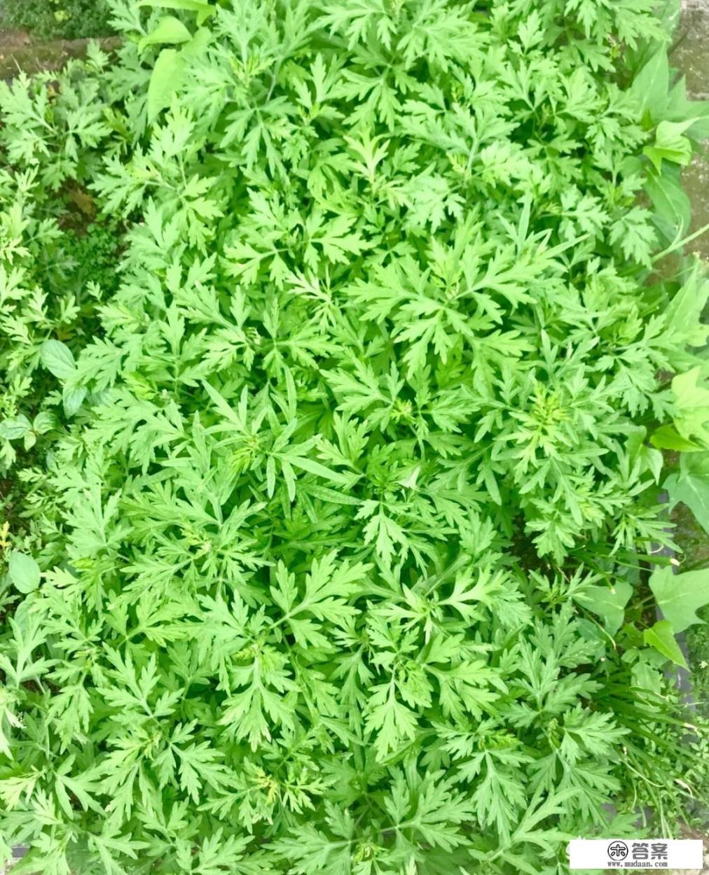 艾蒿青团做法？