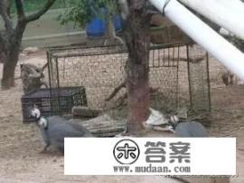 土鸡什么品种最好吃？