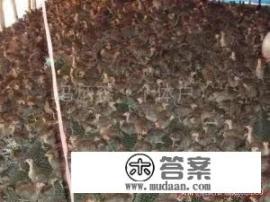 土鸡什么品种最好吃? 土鸡什么品种最好吃?