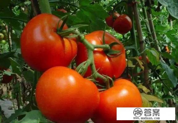 西红柿是属于水果，属于蔬菜，为什么？