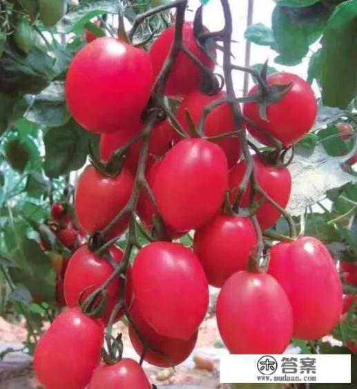 西红柿是属于水果，属于蔬菜，为什么？