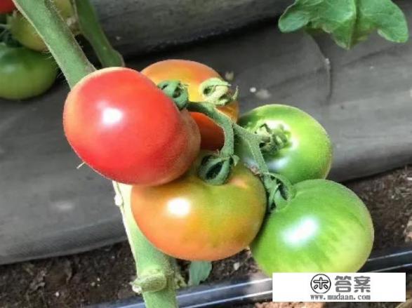 西红柿是属于水果，属于蔬菜，为什么？