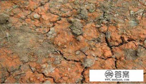 大地里用没有发酵的牛粪能种树苗吗?为什么? 大地里用没有发酵的牛粪能种树苗吗?为什么?