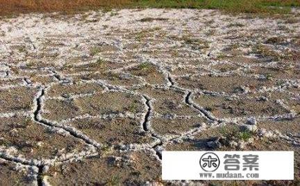 大地里用没有发酵的牛粪能种树苗吗?为什么? 大地里用没有发酵的牛粪能种树苗吗?为什么?