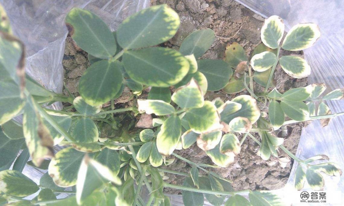 大地里用没有发酵的牛粪能种树苗吗?为什么? 大地里用没有发酵的牛粪能种树苗吗?为什么?