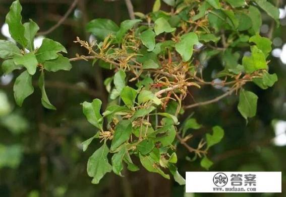 桑寄生的功效与作用及禁忌？
