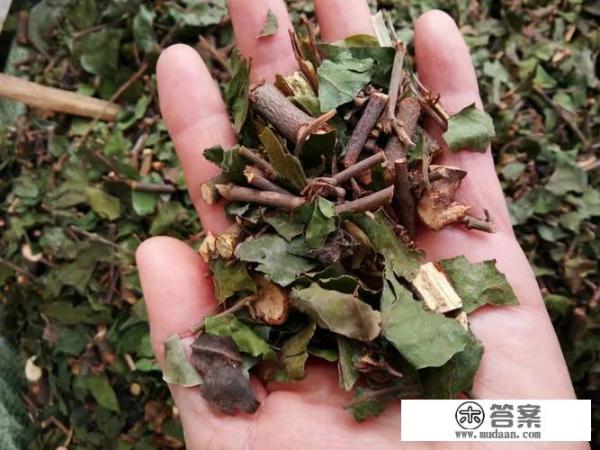 桑寄生的功效与作用及禁忌？