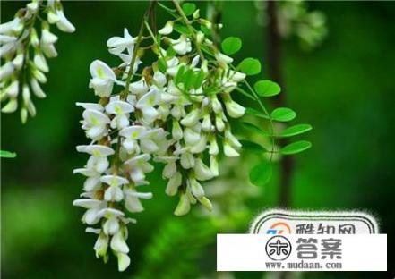 国槐花是怎样的？