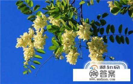 国槐花是怎样的？