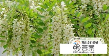 国槐花是怎样的？