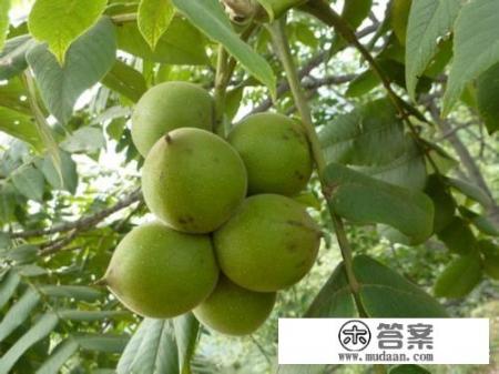 在一个老人身边买的一对文玩核桃，大家这个狮子头核桃值多少钱？