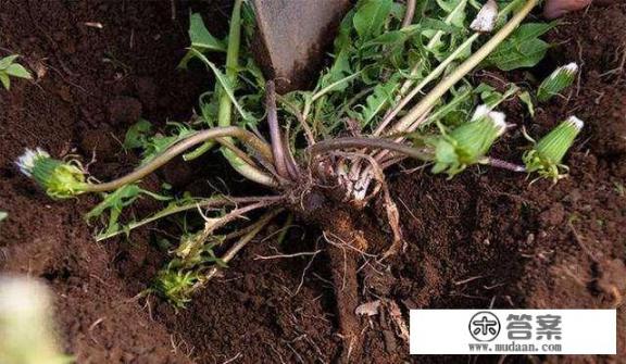 蒲公英和枸杞泡水喝有什么好处？