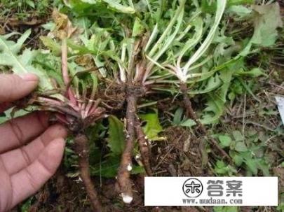 蒲公英和枸杞泡水喝有什么好处？