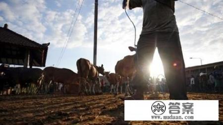 澳大利亚打工现状怎么样？