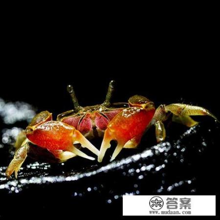 辣椒蟹新手入门饲养教程? 辣椒蟹新手入门饲养教程?