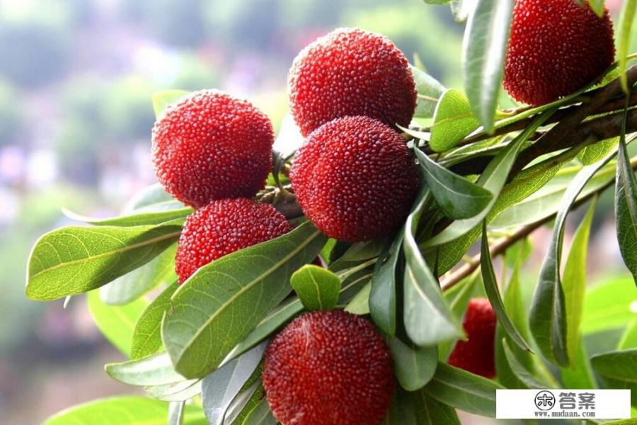 孕妇能吃桔子吗?产妇、宝宝、哺乳期能吃吗？