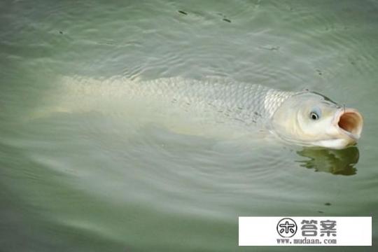 九种钓草鱼的新方法？