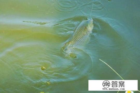 九种钓草鱼的新方法？