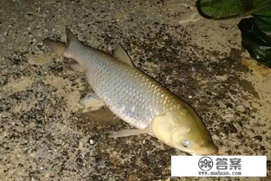 九种钓草鱼的新方法？