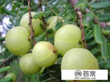 油柑果，是什么？