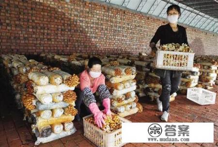 种香菇怎么种？