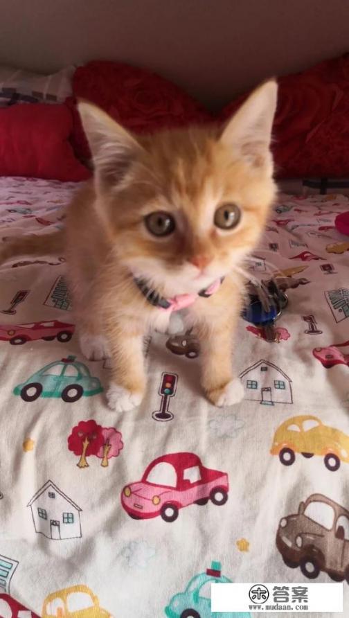 买什么房车旅行好？