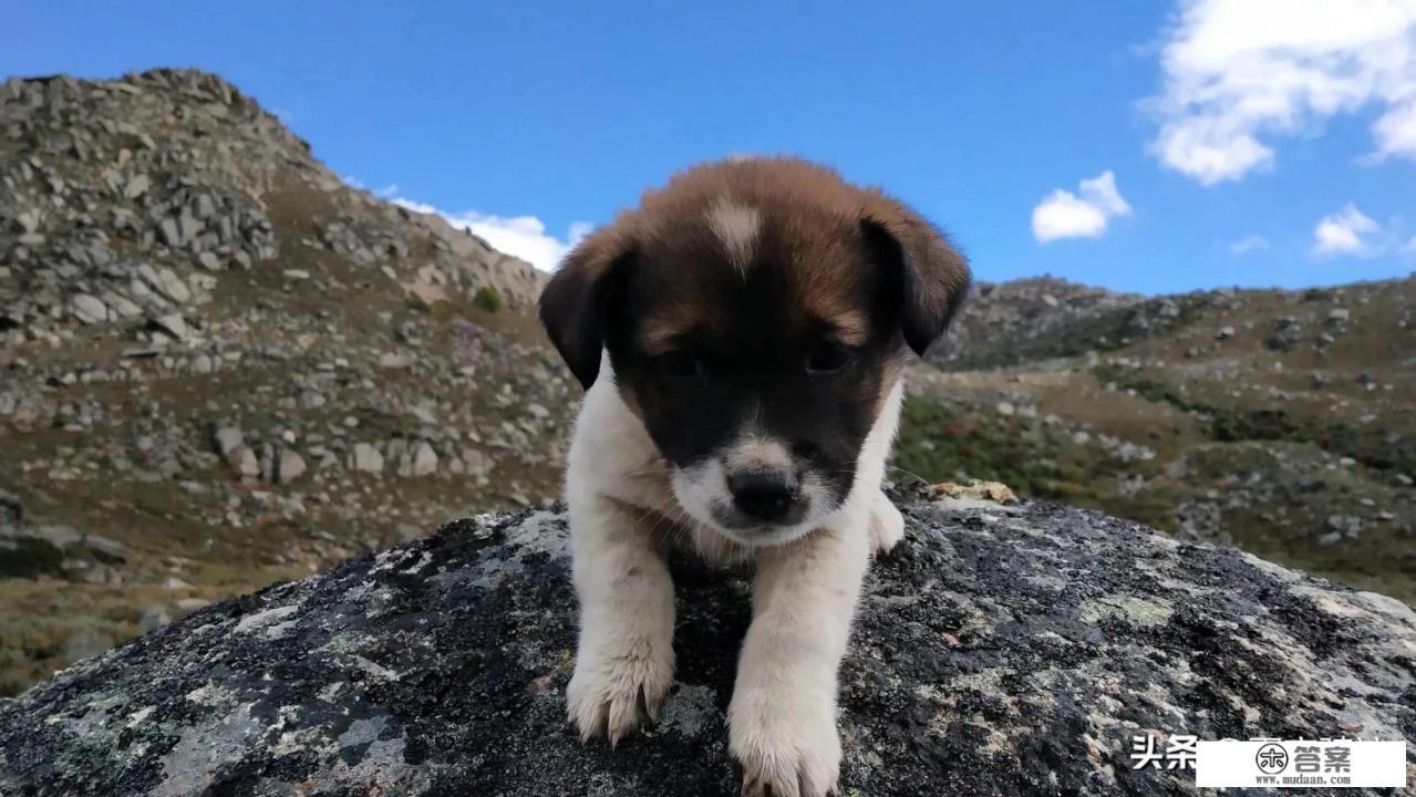 你认为露营分别有哪些好处与坏处？