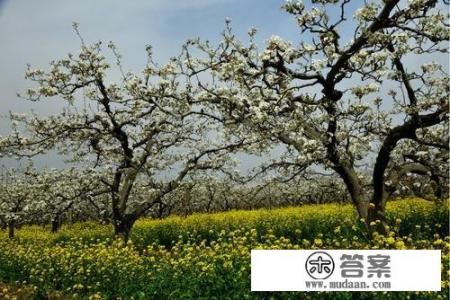 人民公社的特点？