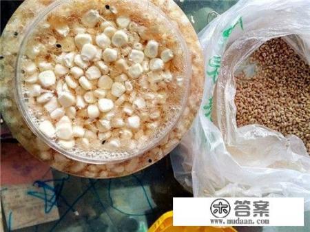 钓草鱼有什么饵料最好？