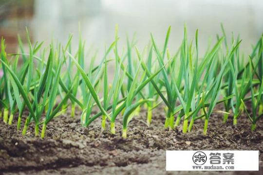 种大蒜的正确方法？