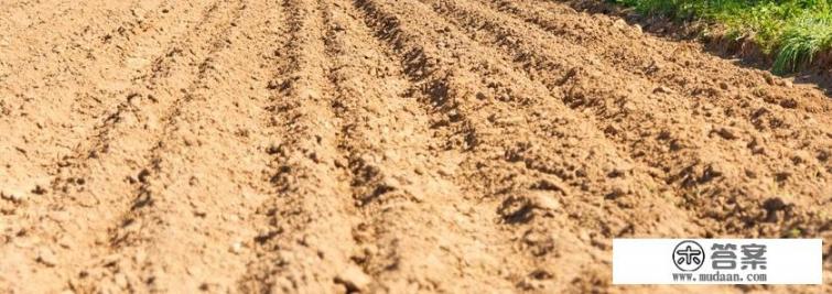 种大蒜的正确方法？