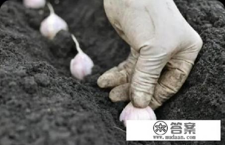 种大蒜的正确方法？