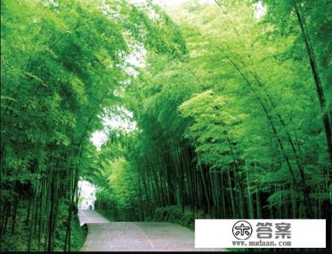 大邑竹海旅游攻略？