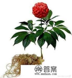 请问专家三七粉是饭前吃还是饭后吃啊？