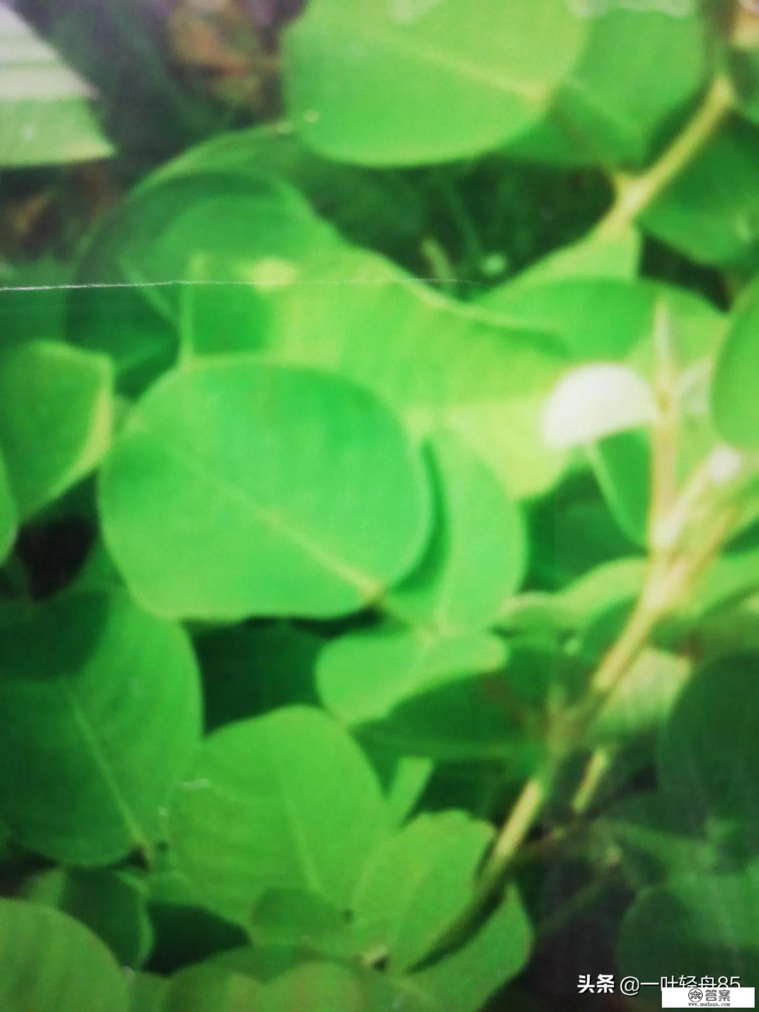 金钱草是什么样的？