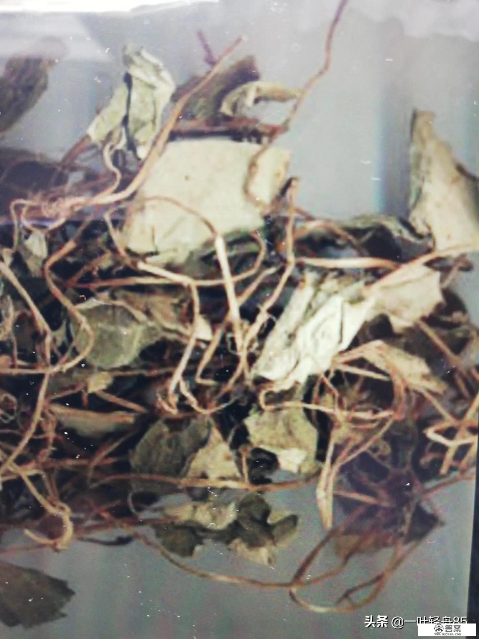 金钱草是什么样的？