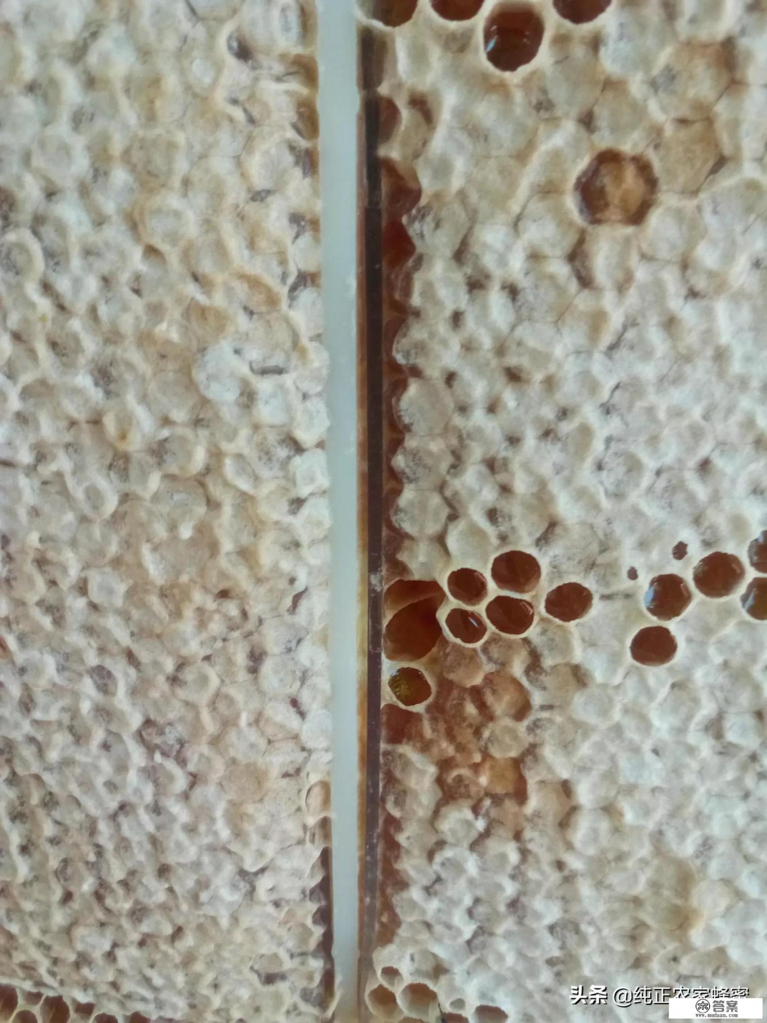 蜂蜜哪个牌子好？