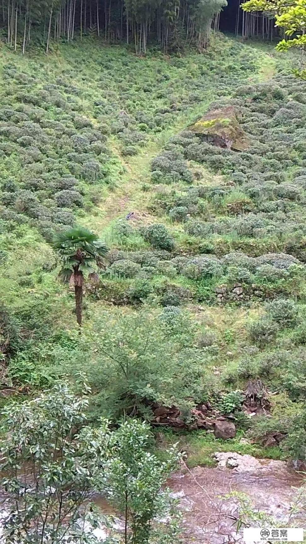 泡金骏眉可以放糖吗？