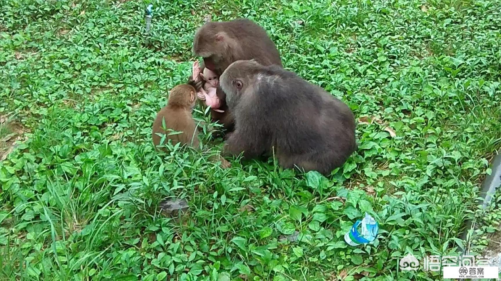 泡金骏眉可以放糖吗？