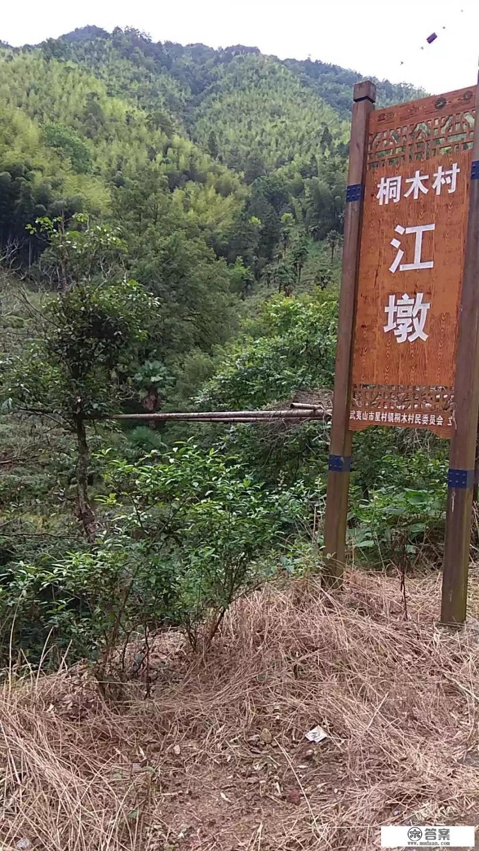 泡金骏眉可以放糖吗？