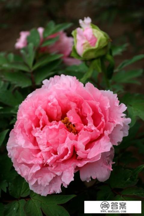 你们那里农村土特产都有什么？